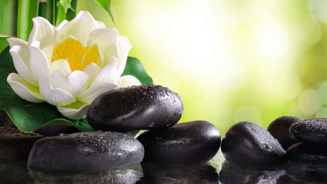 Water lily on lots of black stones reflected in water in nature.
