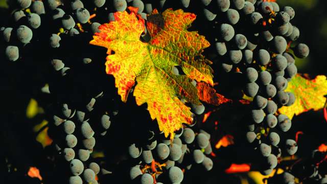 Dark purple grapes hanging on a vine outdoors