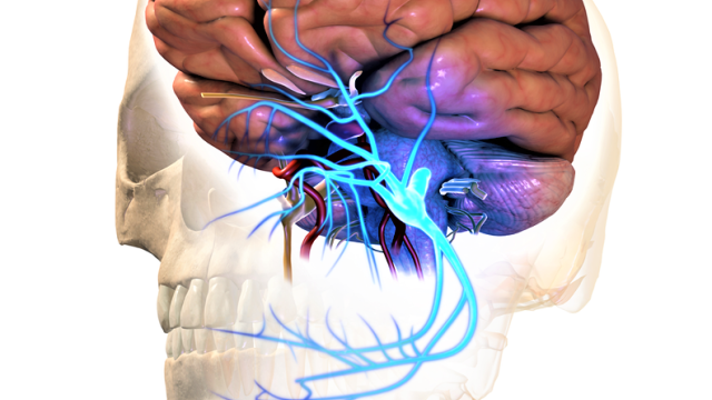 Illustration of a brain overlapping a human skull, showing functional disorder conditions such as headache, seizure disorder, dizziness, and neuralgia. 