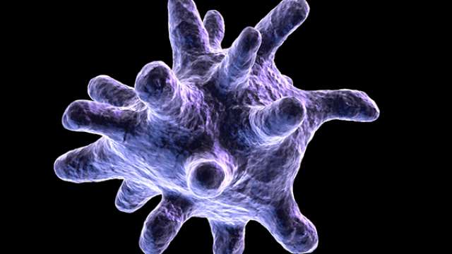 Macrophage