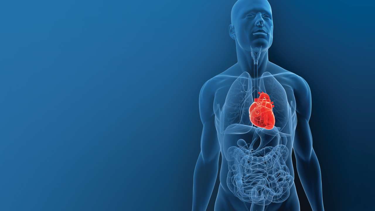 Illustration of human anatomy chest and torso area
