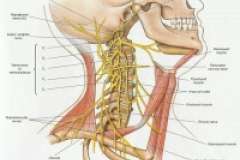 Phrenic nerve diagram