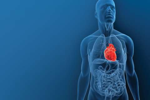 Illustration of human anatomy chest and torso area
