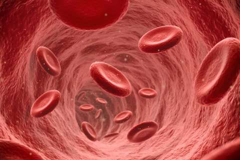 3D illustration of human blood cells floating in a vein