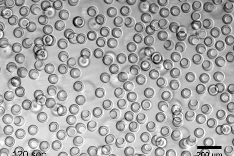 A black and white microscopy image of nanovials. Dozens fill the screen.