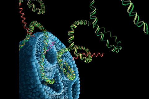 Artistic rendering of gene editing reagents — mRNA (red) and DNA (green and yellow) constructs — being packaged into a lipid nanoparticle (blue).