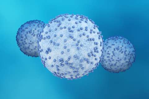 pancreatic cancer cells