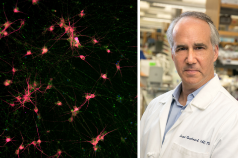 Fluorescence microscopy image of stem cell-derived neurons alongside a portrait of Dr. Daniel Geschwind, UCLA neuroscientist and researcher.