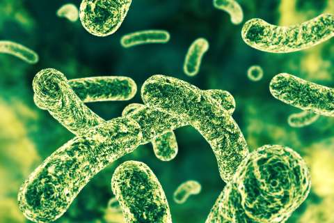 Green rod-shaped bacteria against dark green background