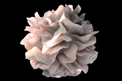 Artistic rendering of a human dendritic cell in front of a solid black background.
