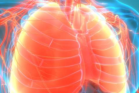 Lungs Illustration