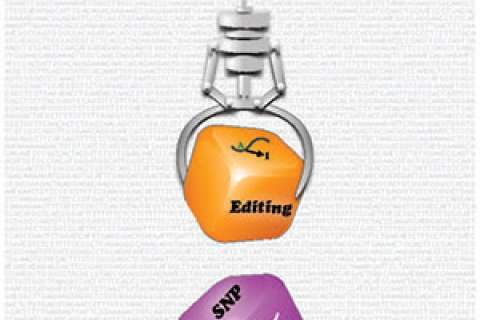 Graphic illustrating a claw machine lifting an orange block labeled "Editing" with colored blocks below.