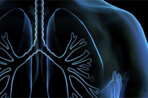 lung