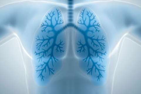 lungs