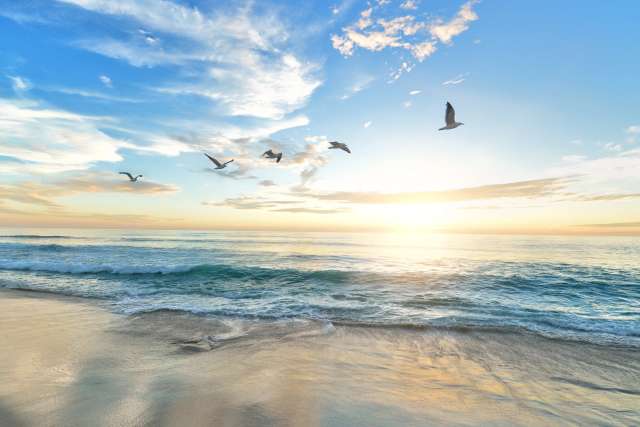 birds over ocean