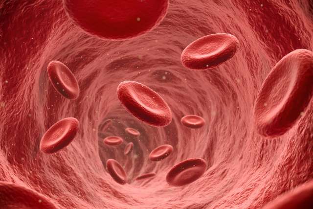 3D illustration of human blood cells floating in a vein