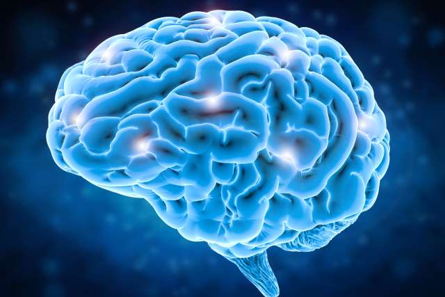 A 3D rendering of the human brain.