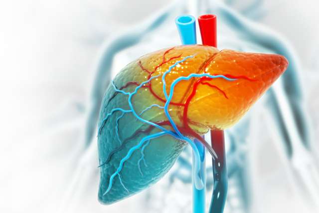 3D illustration of liver