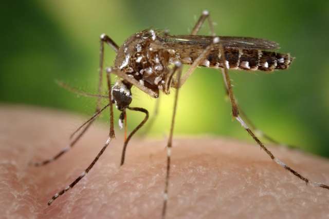 Mosquito on a person's arm