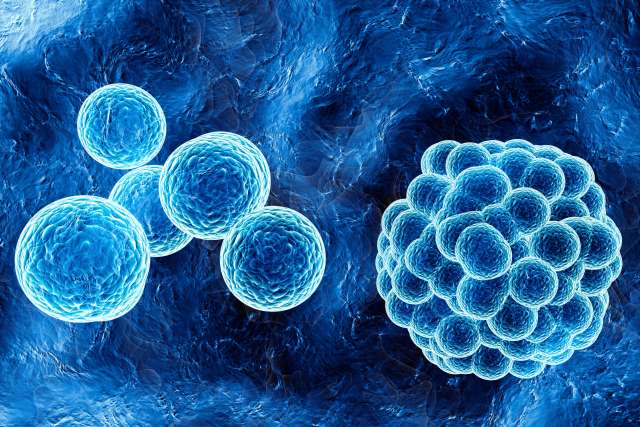 Cancer cells