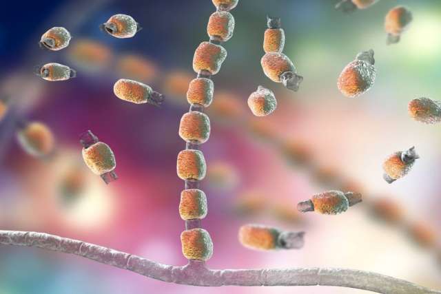 Valley Fever fungus