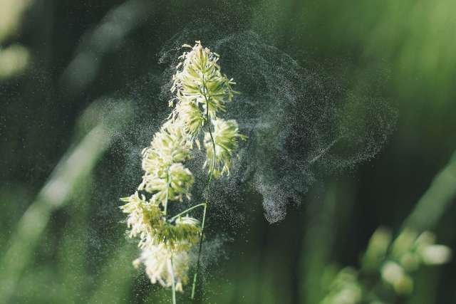 Flower with pollen floating