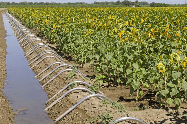 Farm with rows of plants and irrigation 