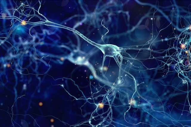 A 3D rendering of neurons.