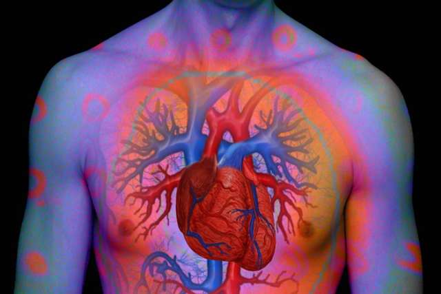 Heart
