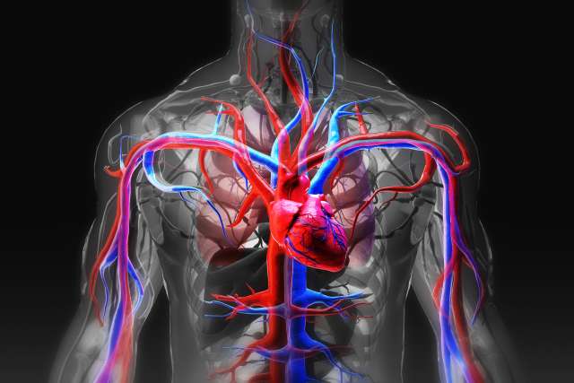 Detailed illustration of cardiovascular system