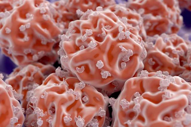 Cancer stem cells