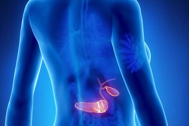 Female Pancreas anatomy x-ray posterior view
