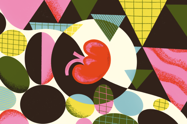 Kidney illustration by Clara Super Duper