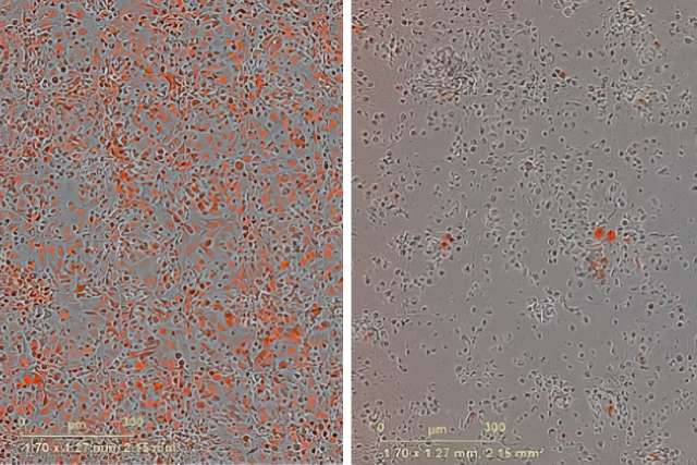 Side-by-side microscope panels showing scattered reds spots on a gray background