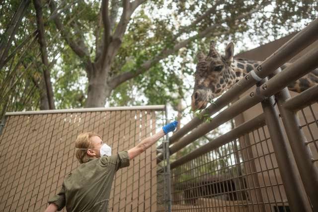 Person feeding a giraffe at a zoo.
