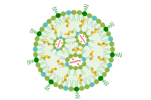 Nanoparticle diagram. A green dotted circle, with some green filaments inside, yellow hexagons, and small red dots and lines.