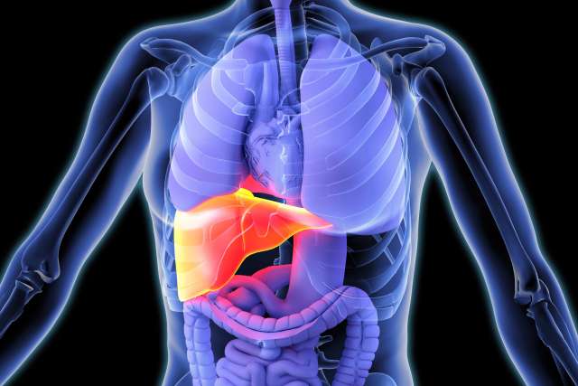 body with liver highlighted