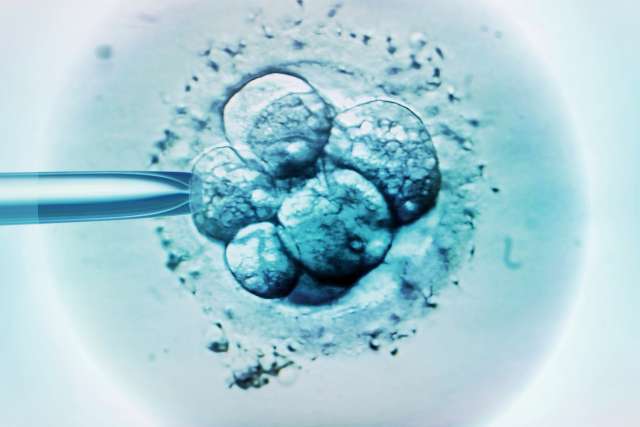 Embryo selection under microscope