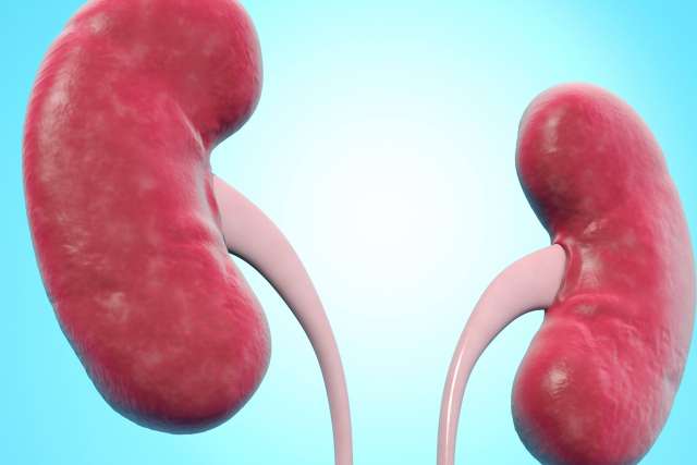A digital rendering shows a pair of human kidneys and ureters against a light blue background.