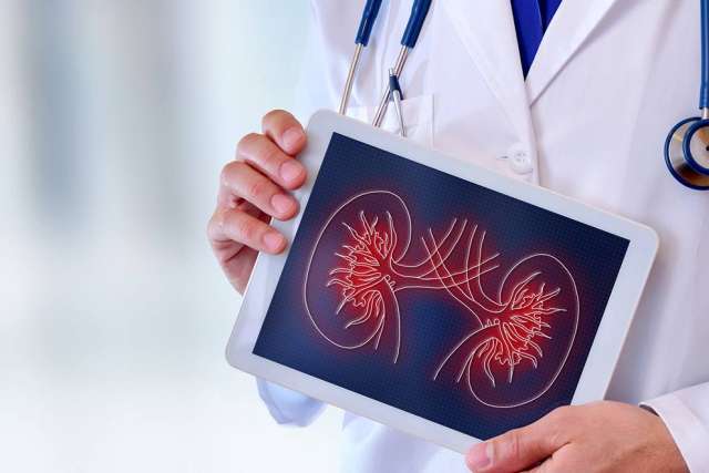 Graphic of kidneys on a tablet