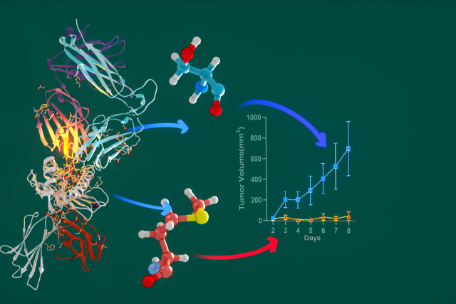 A graphic illustration showing how the introduction of catch bonds between TCR and pMHC enhances anti-tumor efficacy.