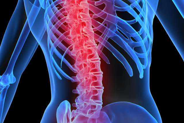 spine