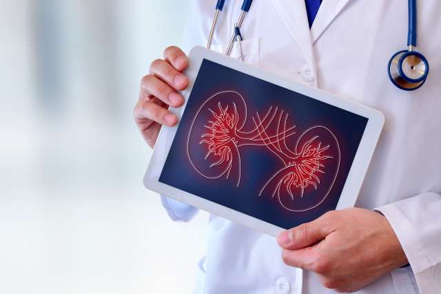 Doctor showing a kidney on a tablet closeup