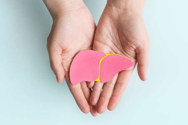 Adult hands holding donation liver on blue background. 