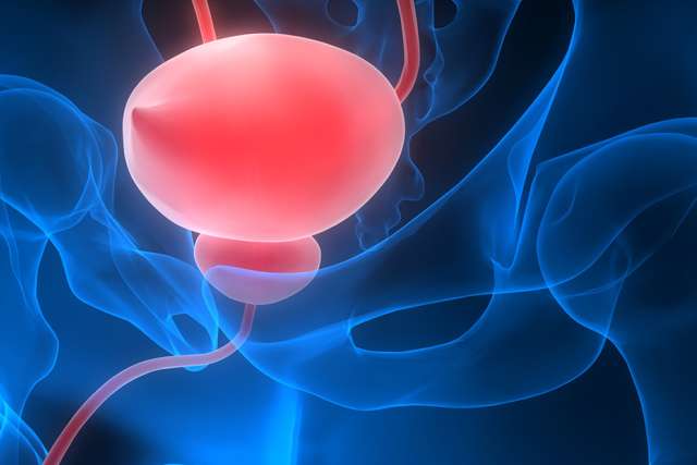 Bladder