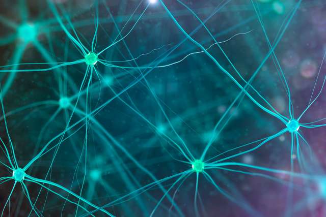 Neurons