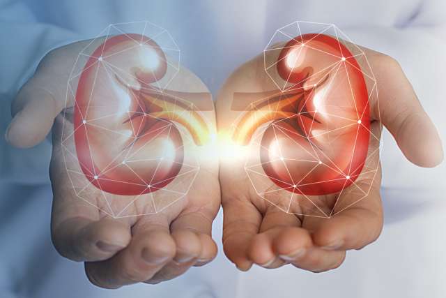 Doctor holding kidney illustration in his hands.