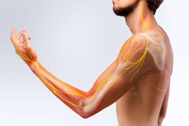 Illustration of the human arm anatomy representing nerves, bones and ligaments.
