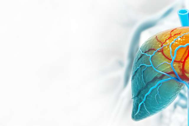 Highlighted liver showing blood vessels in a translucent torso
