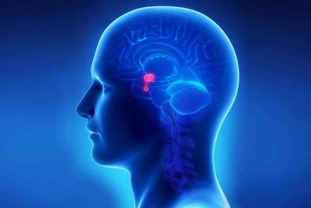 Brain anatomy of pituitary gland - cross section